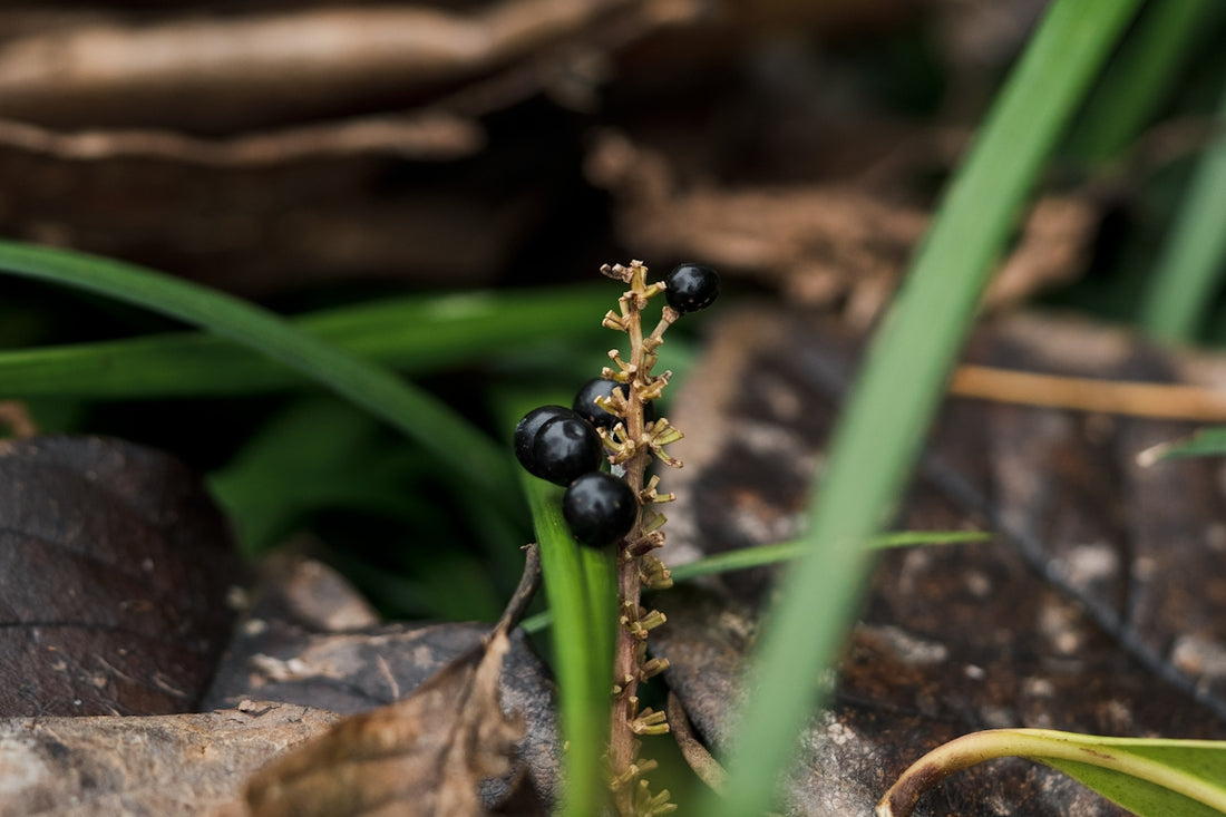 A close up of a plant on the ground
