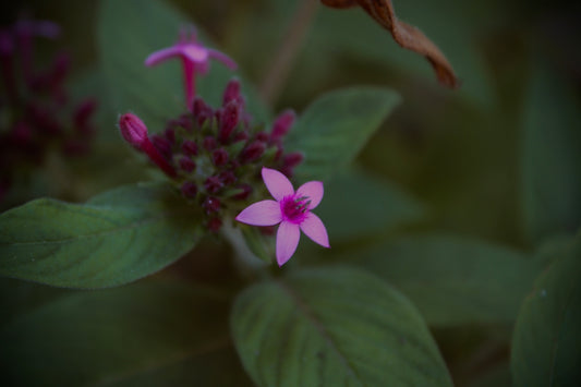a close up of a pink flower with green leaves