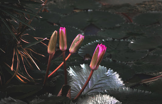 a close up of a flower on a plant with leaves