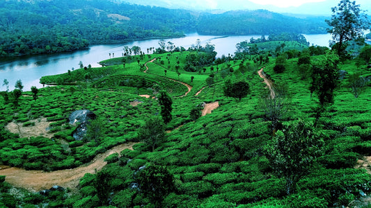 a lush green hillside with a river running through it