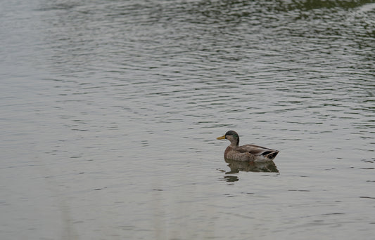 A duck floating on top of a body of water