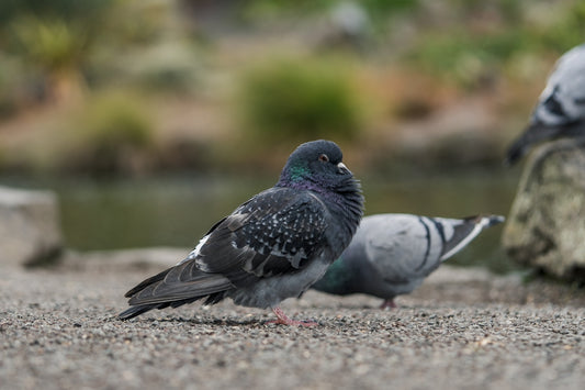 A couple of birds standing on top of a cement ground