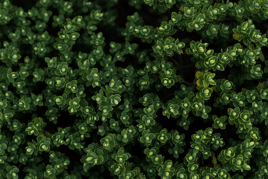 A close up view of a green plant