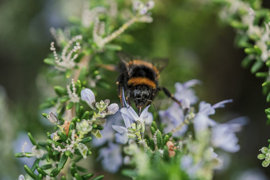 A close up of a bee on a flower