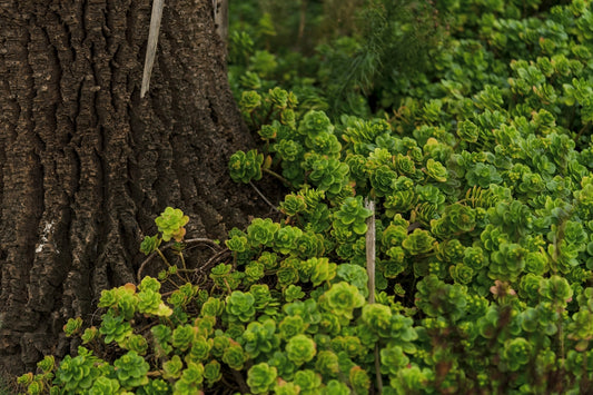 A bear is standing next to a tree