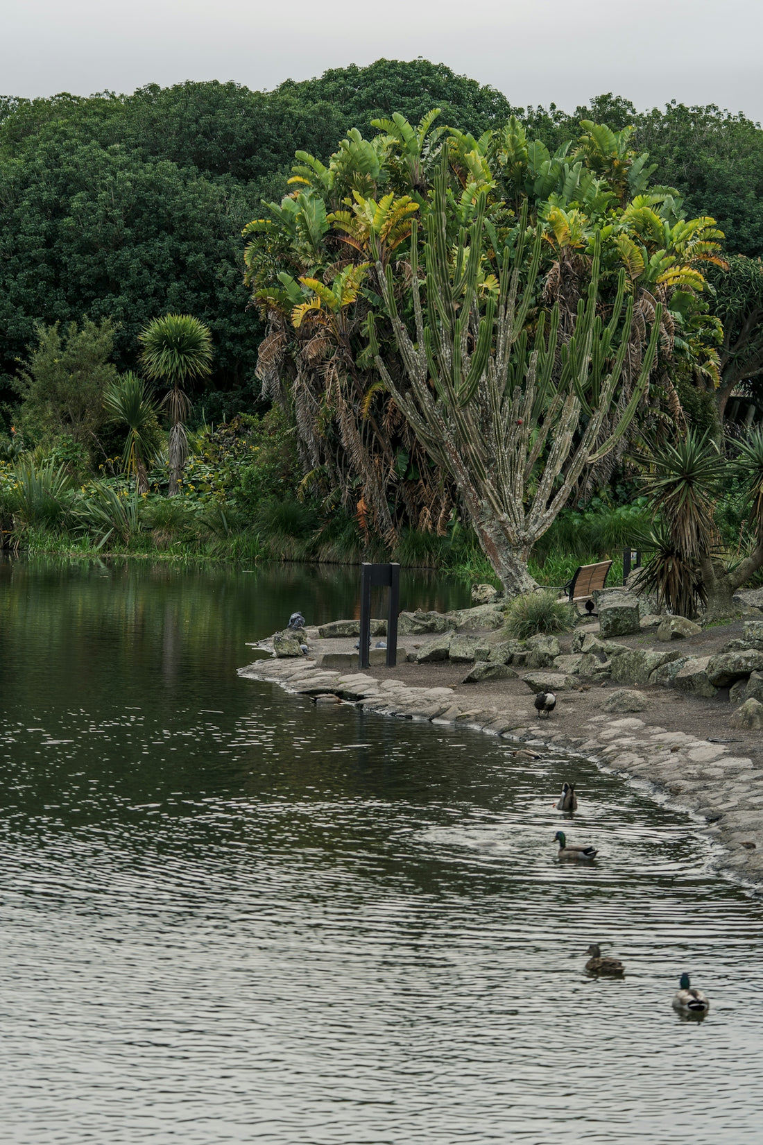 A group of ducks floating on top of a lake