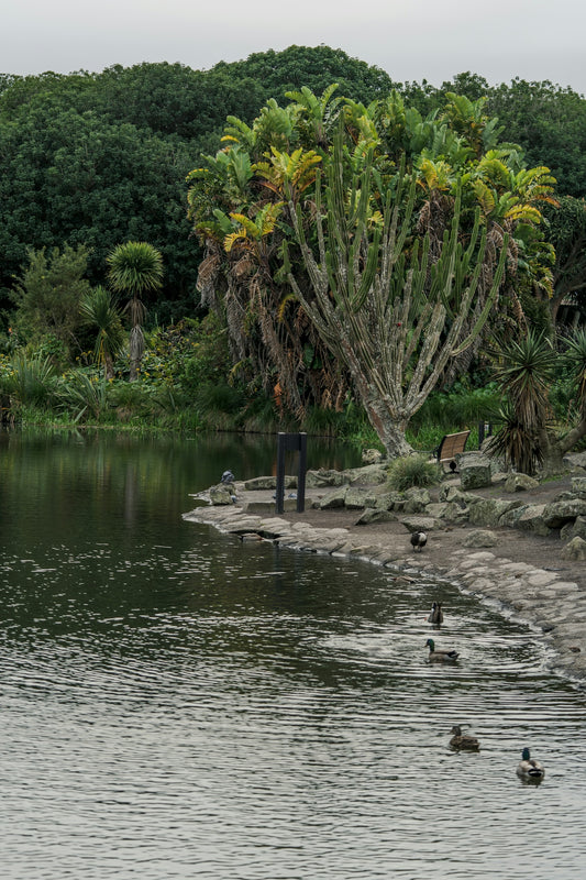 A group of ducks floating on top of a lake